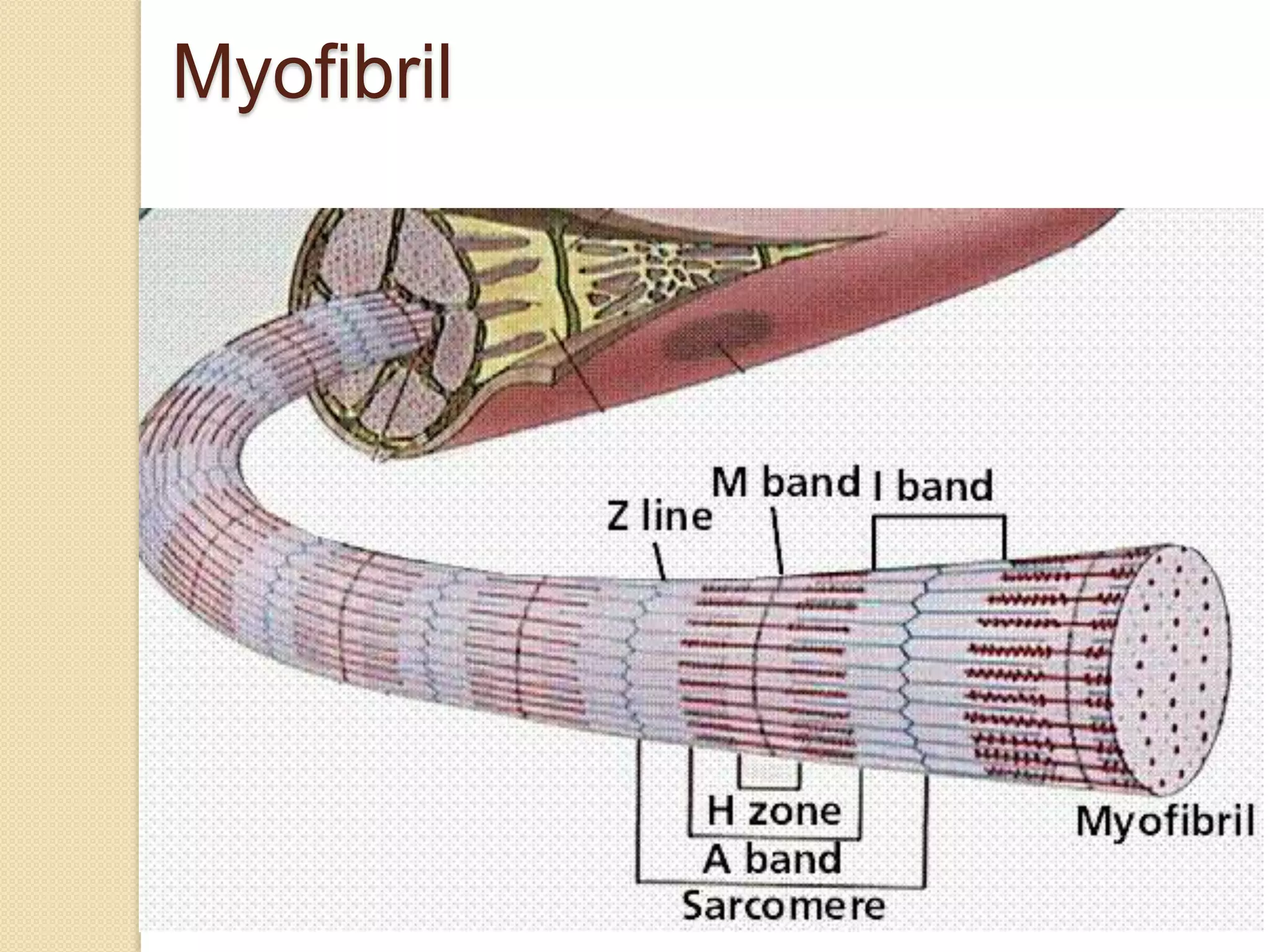 Myofibril
 