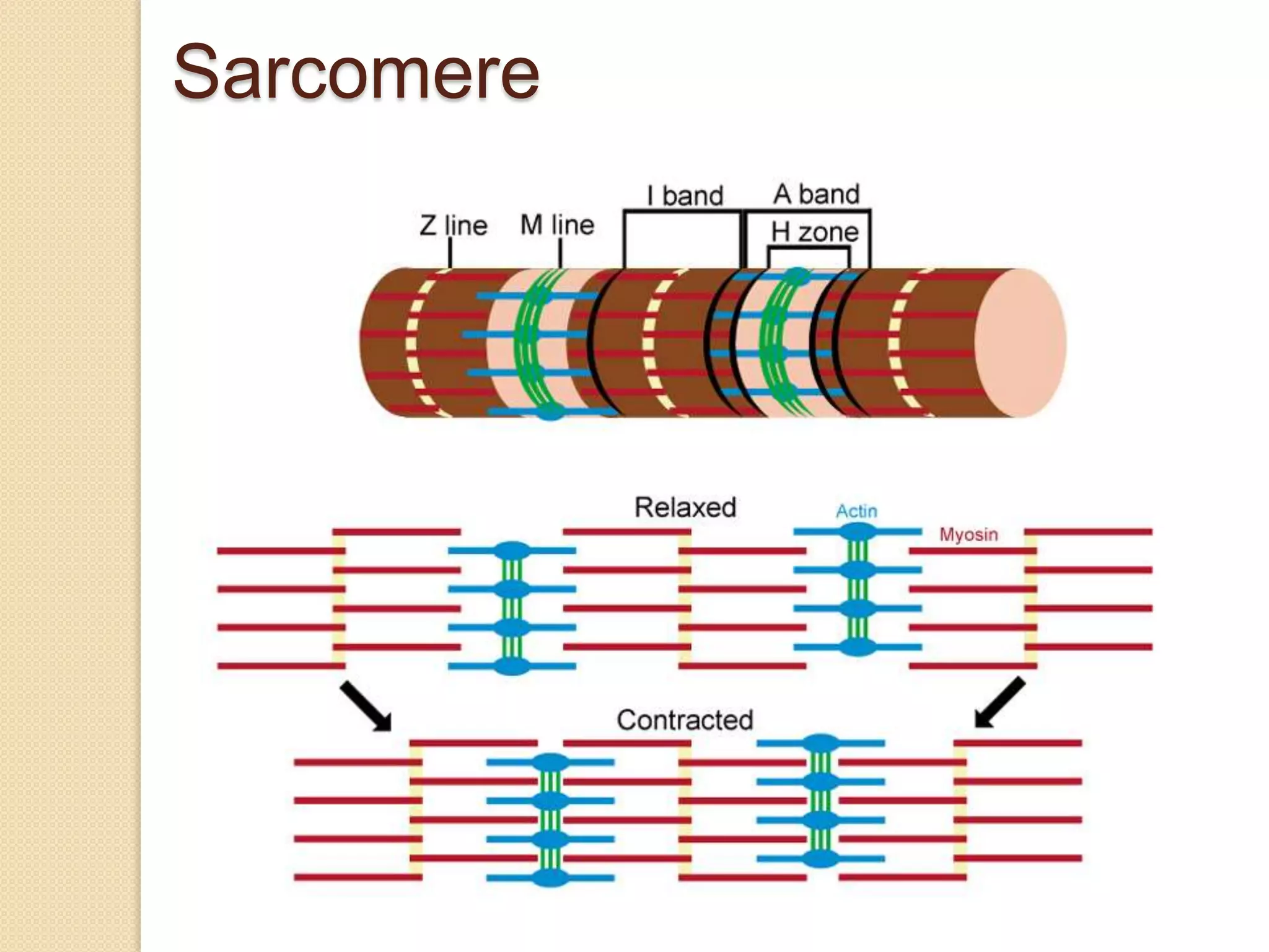 Sarcomere
 