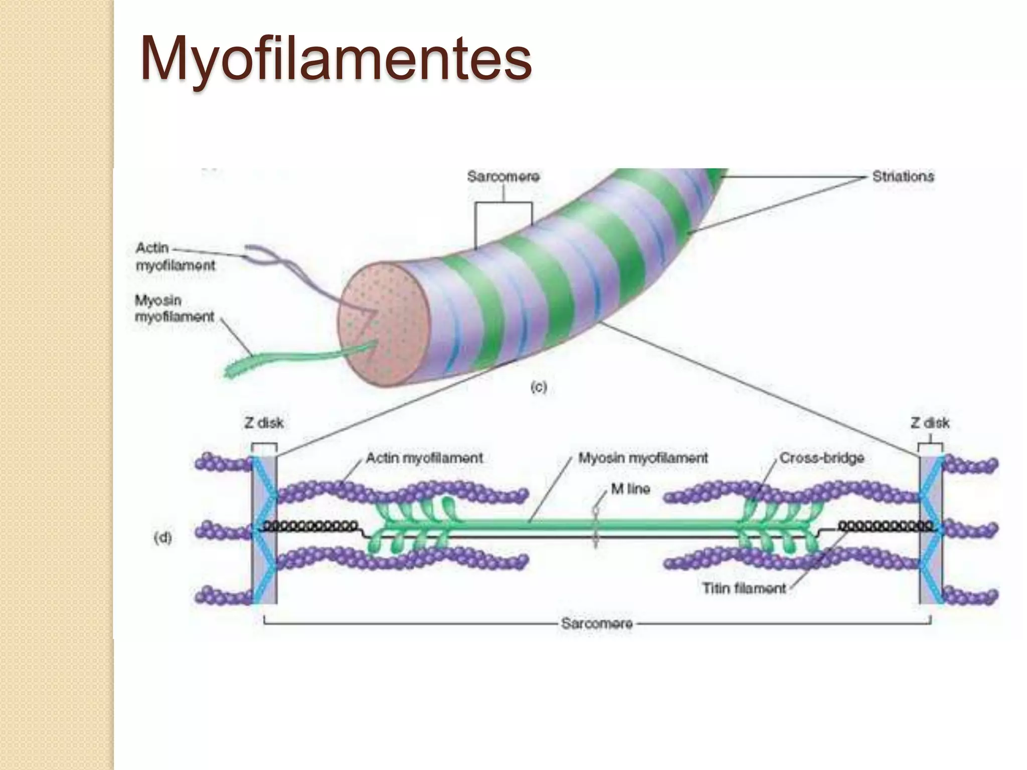 Myofilamentes
 