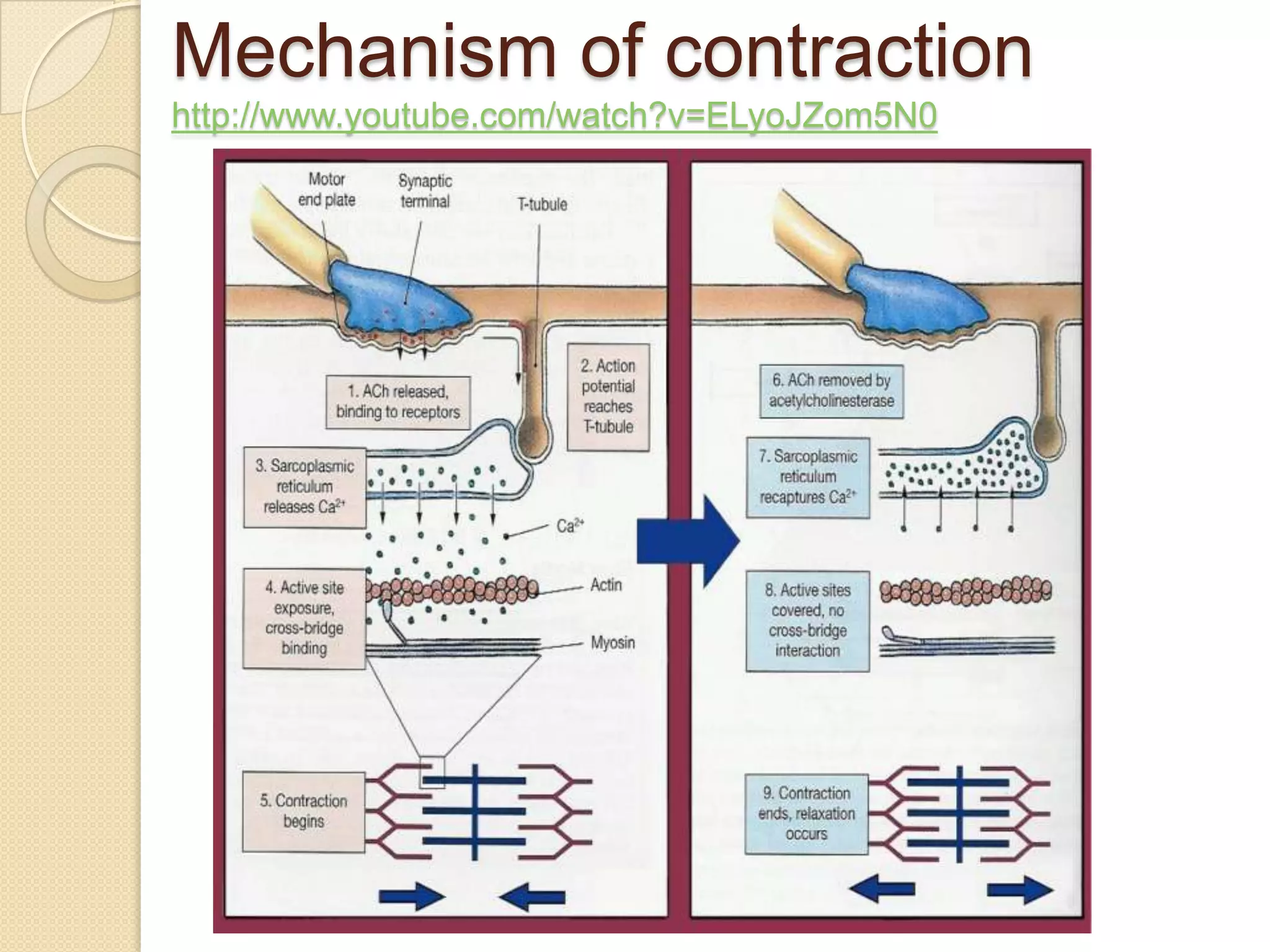 Mechanism of contraction
http://www.youtube.com/watch?v=ELyoJZom5N0
 