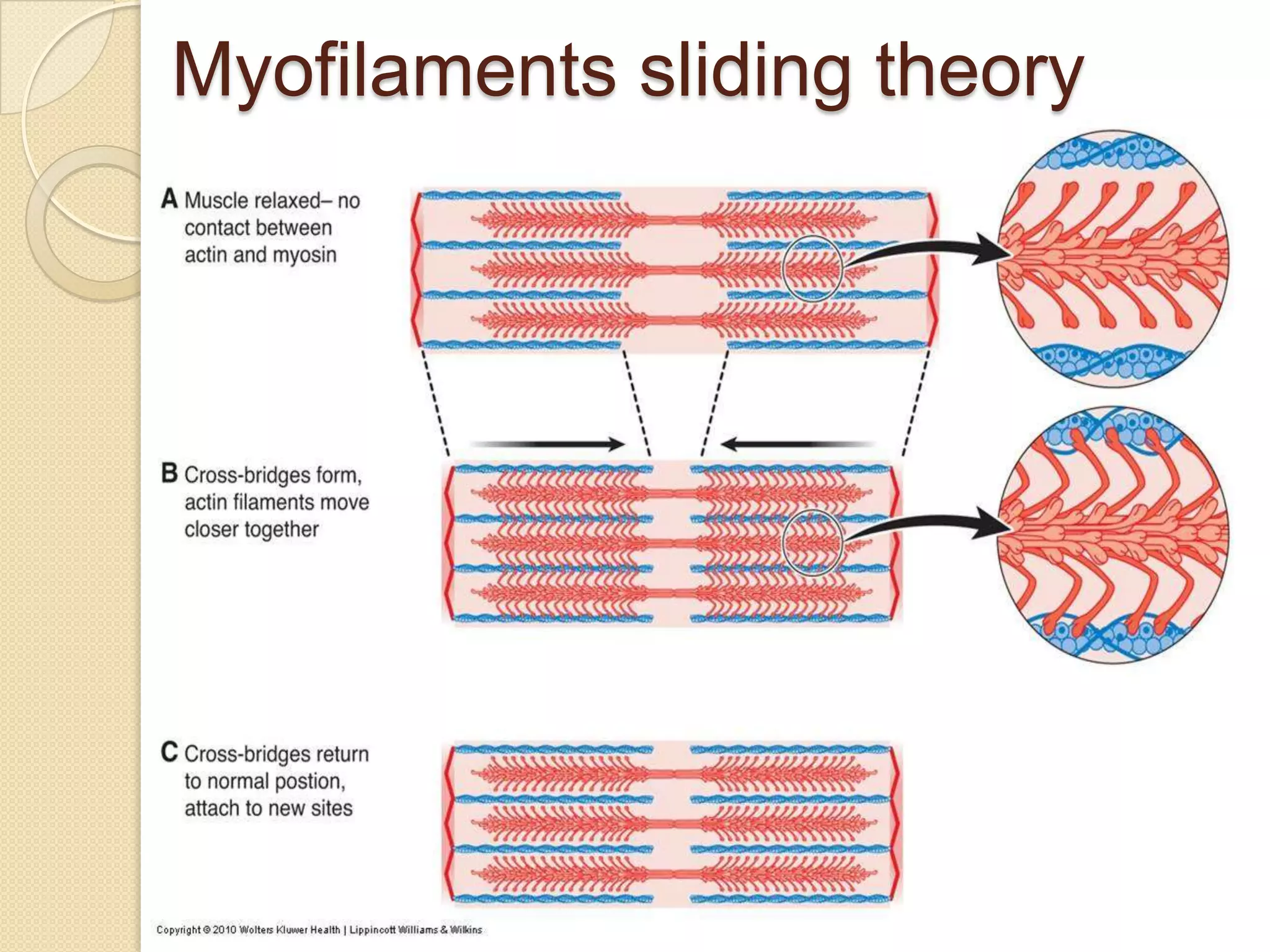 Myofilaments sliding theory
 