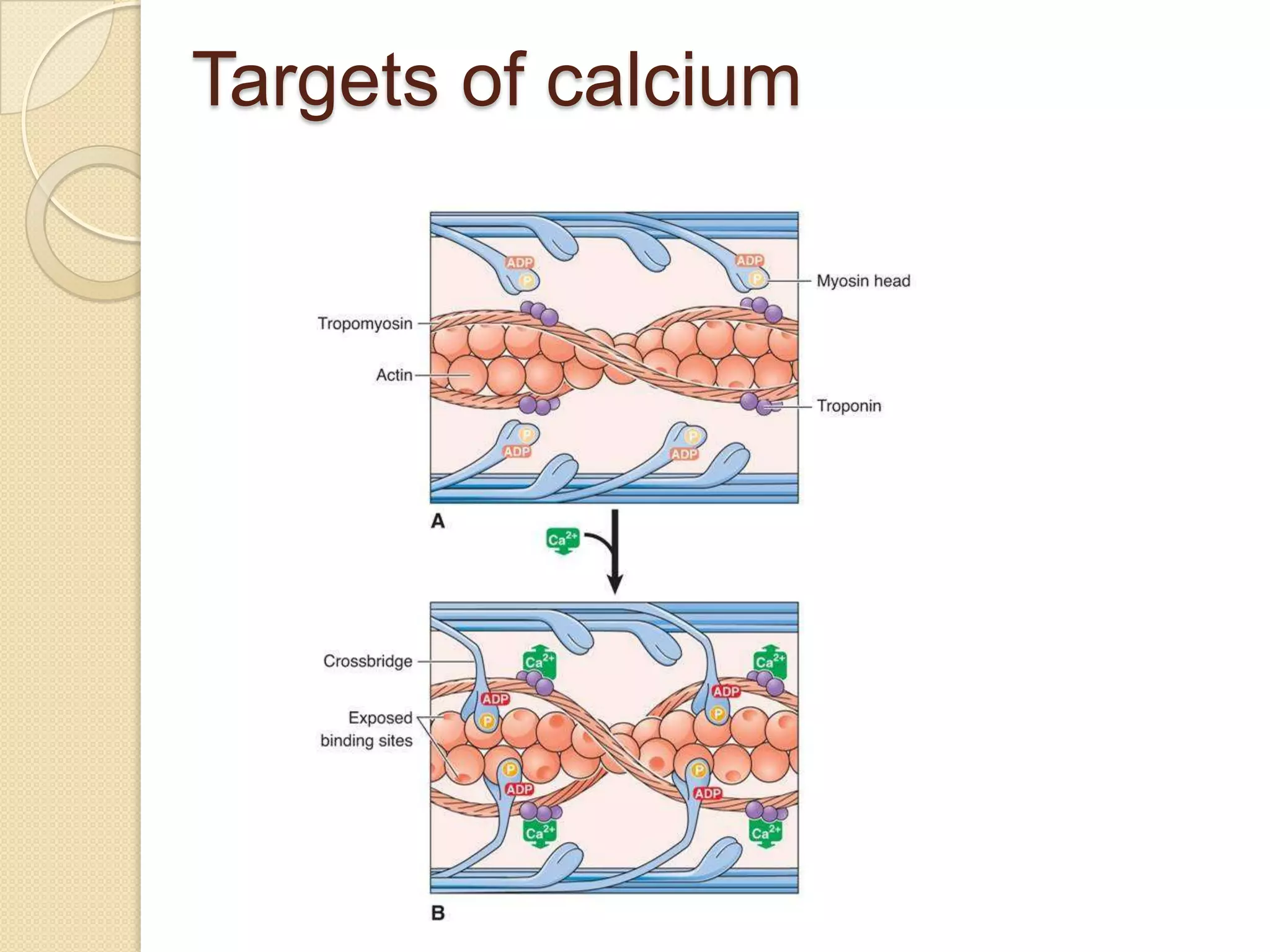 Targets of calcium
 