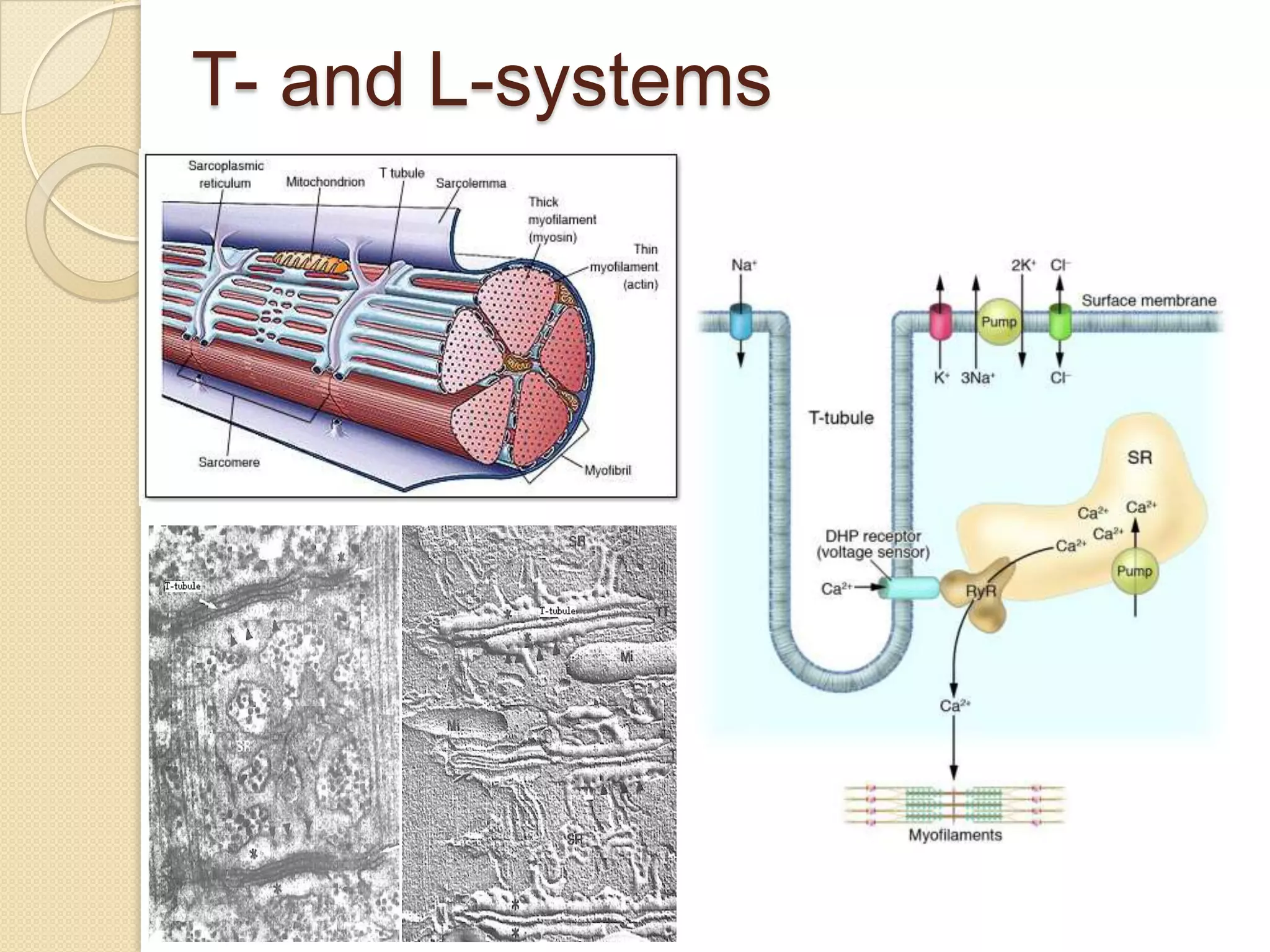 T- and L-systems
 