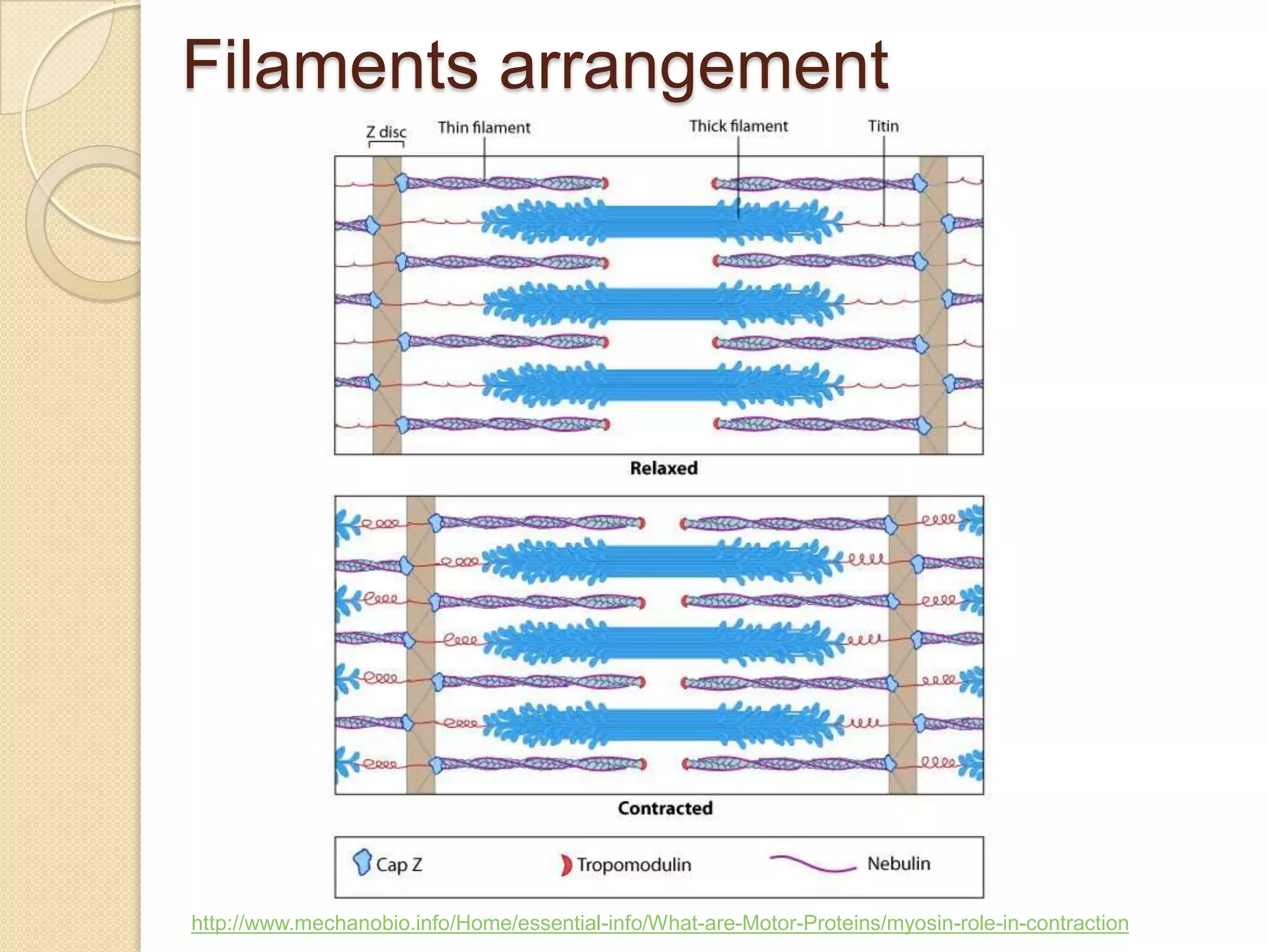 Filaments arrangement




http://www.mechanobio.info/Home/essential-info/What-are-Motor-Proteins/myosin-role-in-contraction
 
