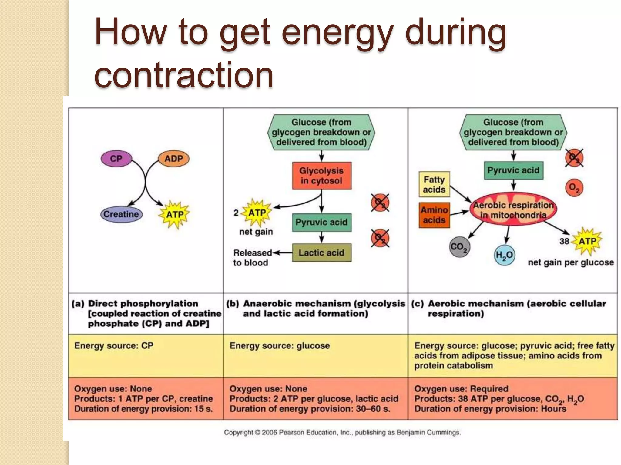 How to get energy during
contraction
 
