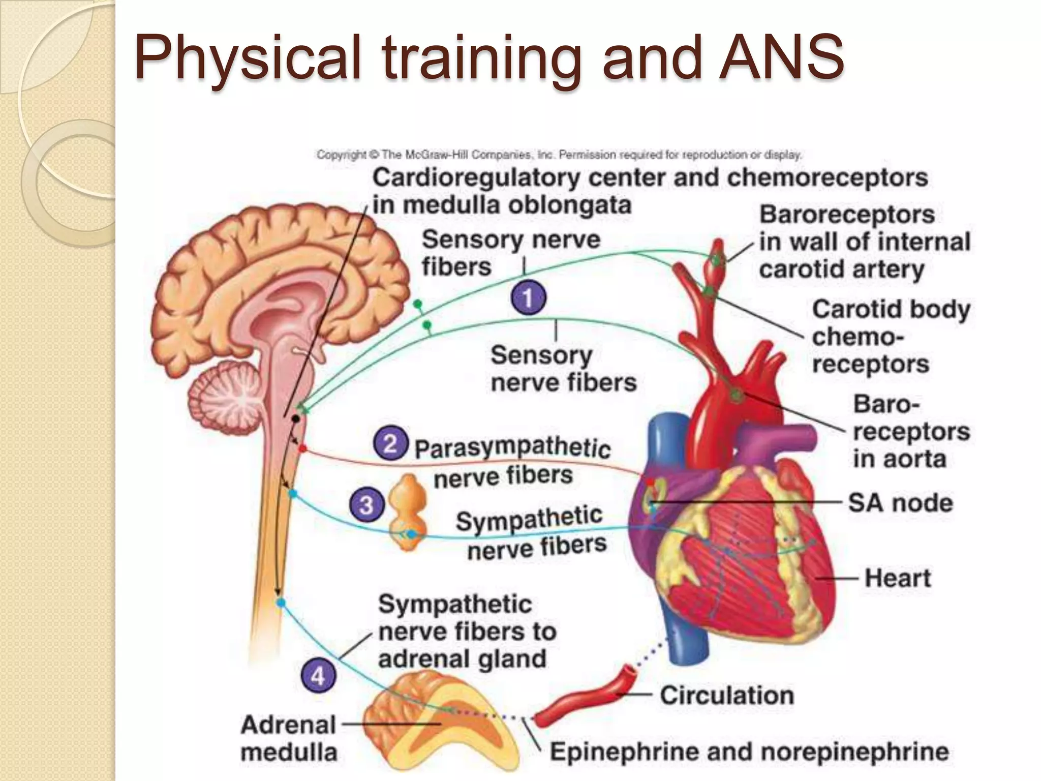 Physical training and ANS
 