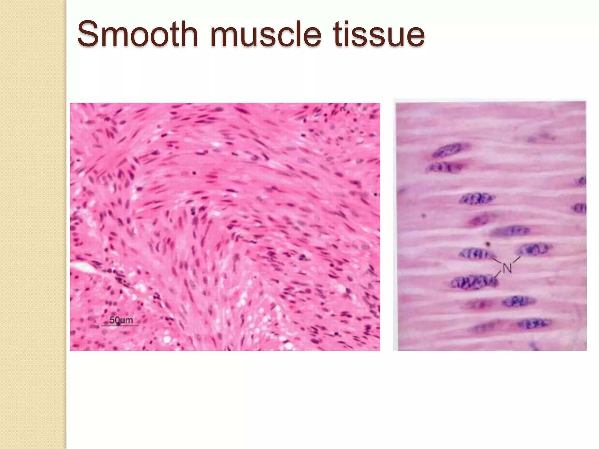 Smooth muscle tissue
 