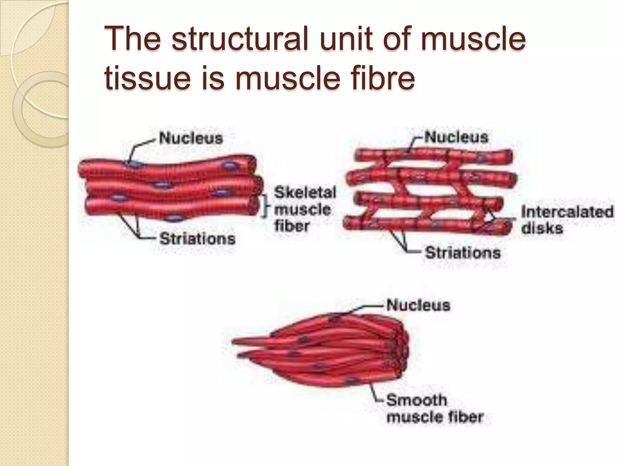 The structural unit of muscle
tissue is muscle fibre
 
