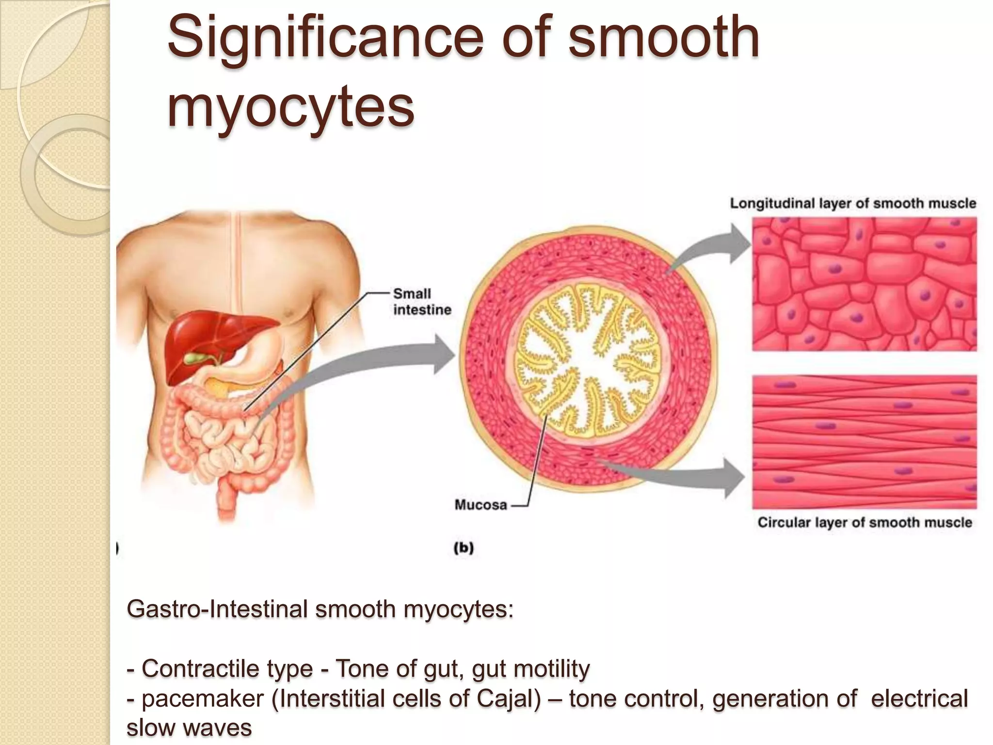 Significance of smooth
   myocytes




Gastro-Intestinal smooth myocytes:

- Contractile type - Tone of gut, gut motility
- pacemaker (Interstitial cells of Cajal) – tone control, generation of electrical
slow waves
 
