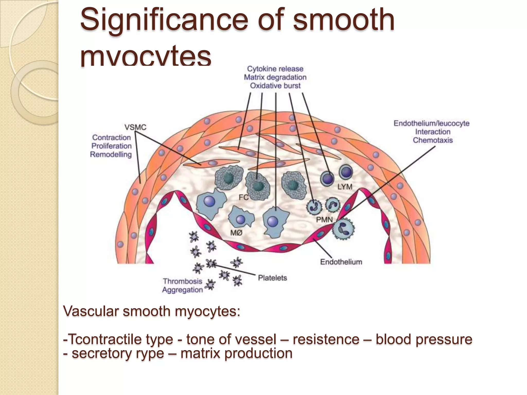 Significance of smooth
  myocytes




Vascular smooth myocytes:
-Tcontractile type - tone of vessel – resistence – blood pressure
- secretory rype – matrix production
 