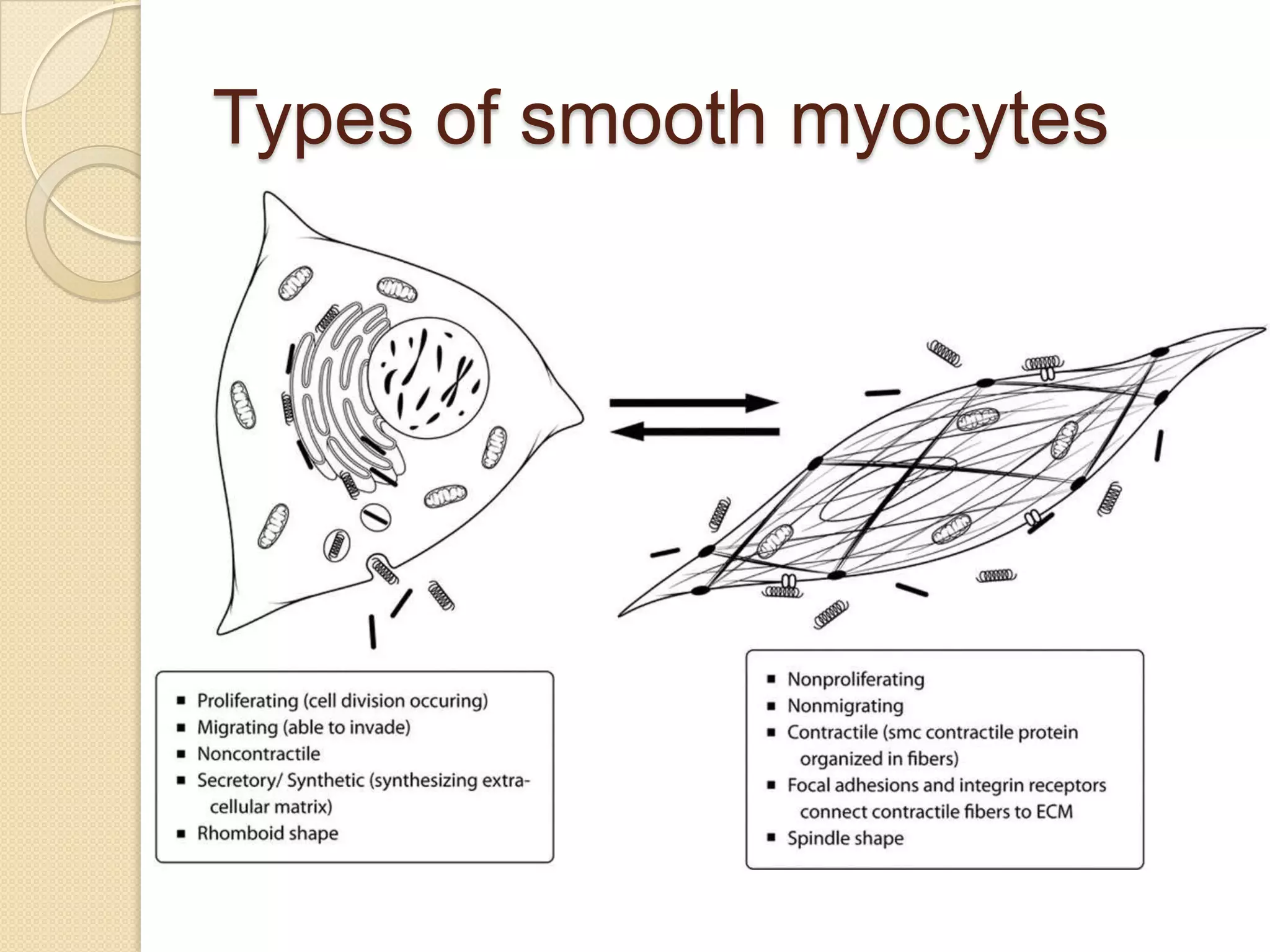 Types of smooth myocytes
 
