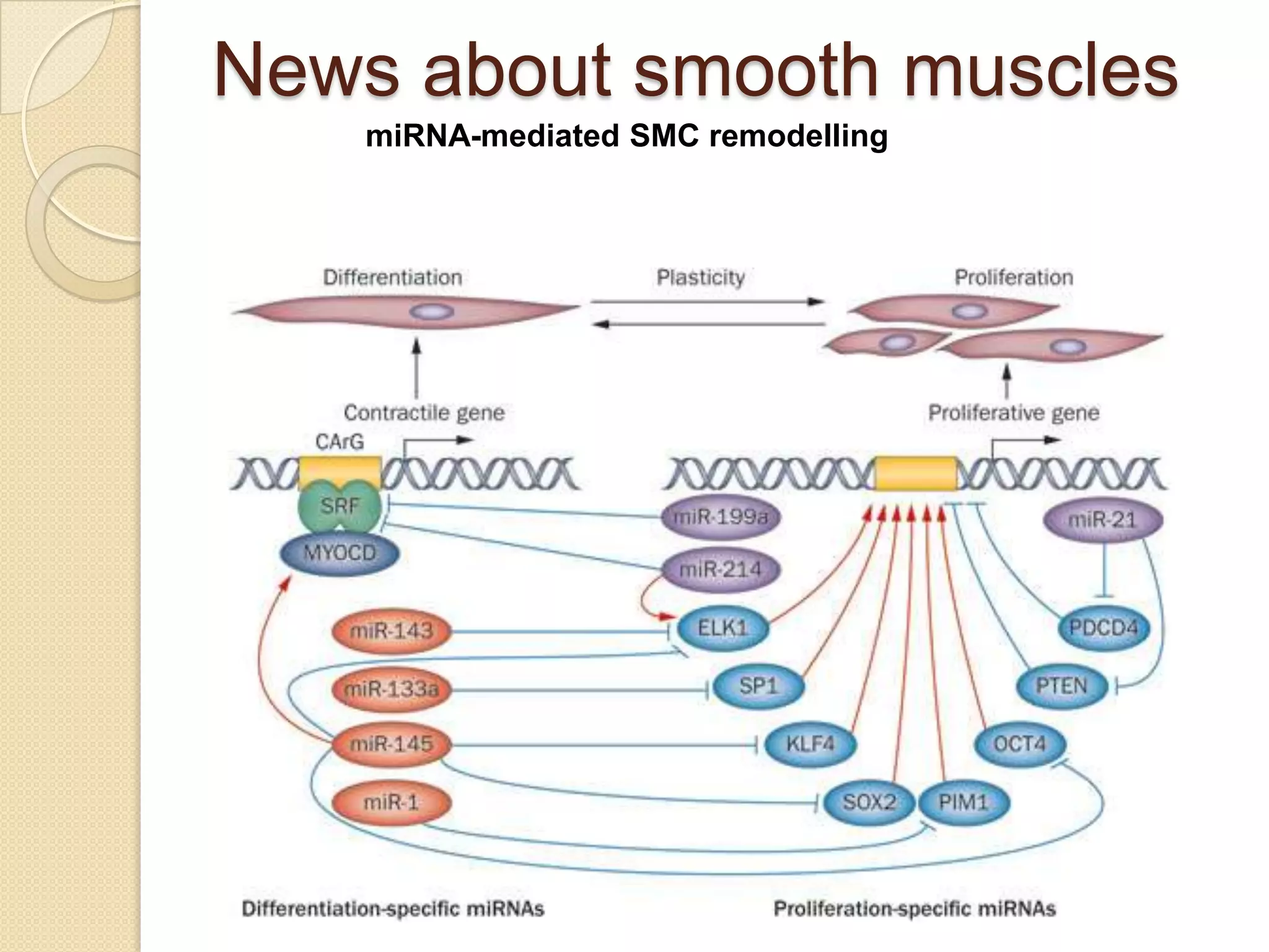 News about smooth muscles
   miRNA-mediated SMC remodelling
 