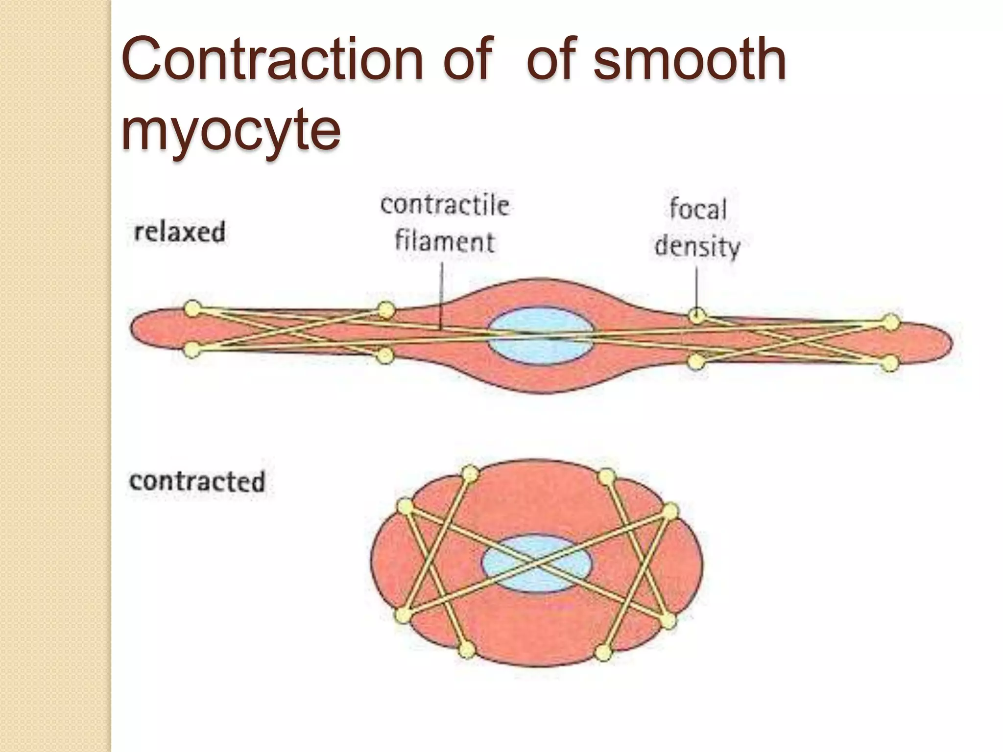 Contraction of of smooth
myocyte
 