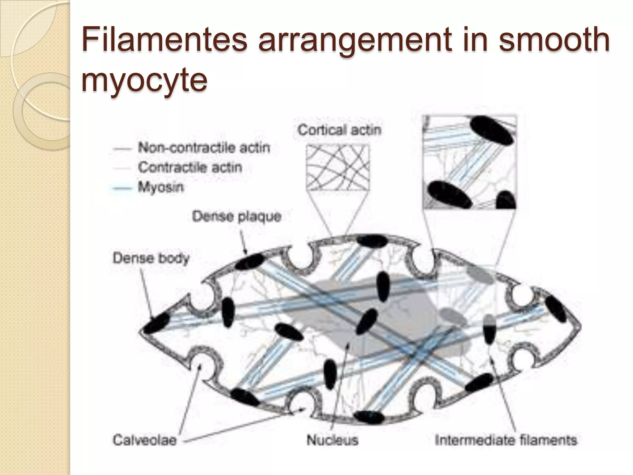 Filamentes arrangement in smooth
myocyte
 
