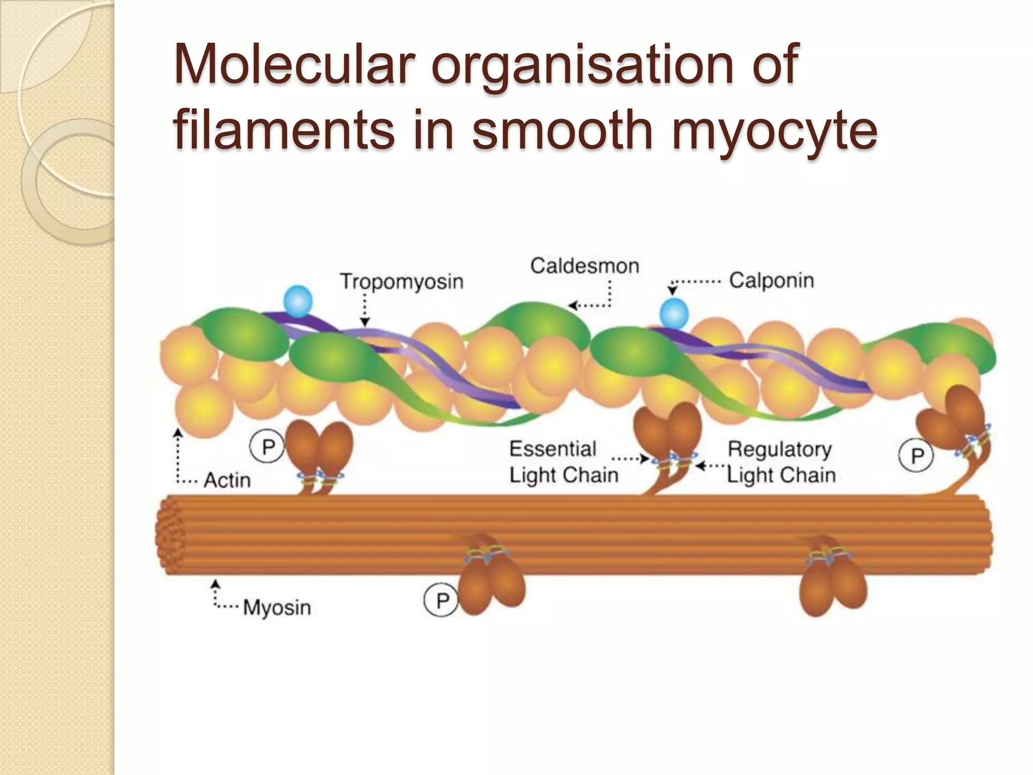 Molecular organisation of
filaments in smooth myocyte
 