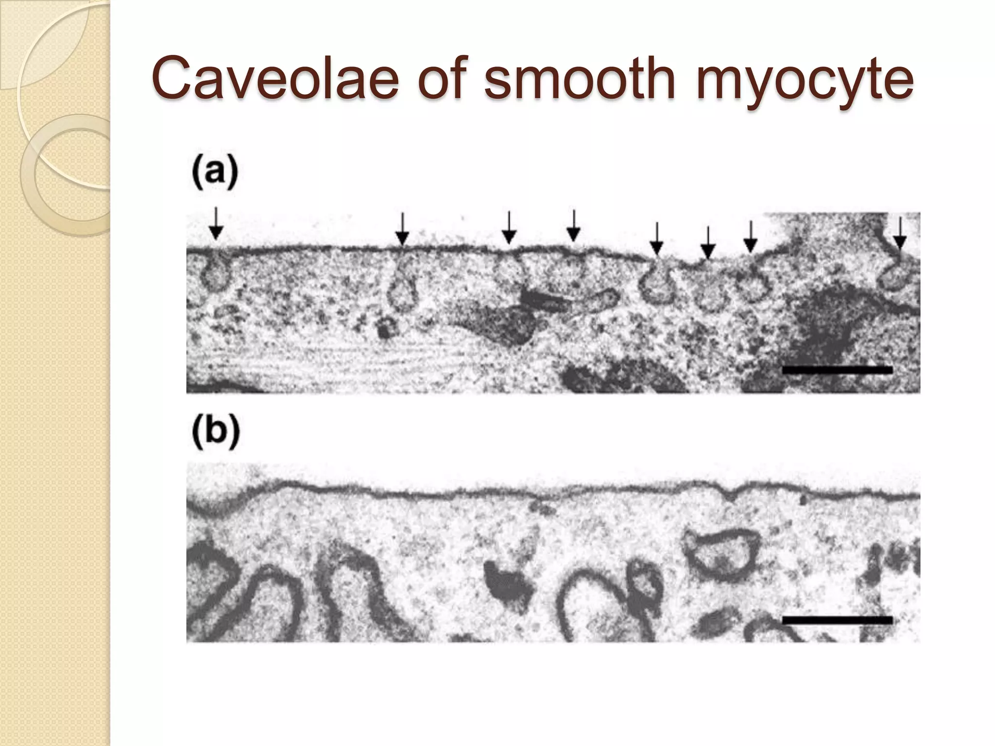 Caveolae of smooth myocyte
 