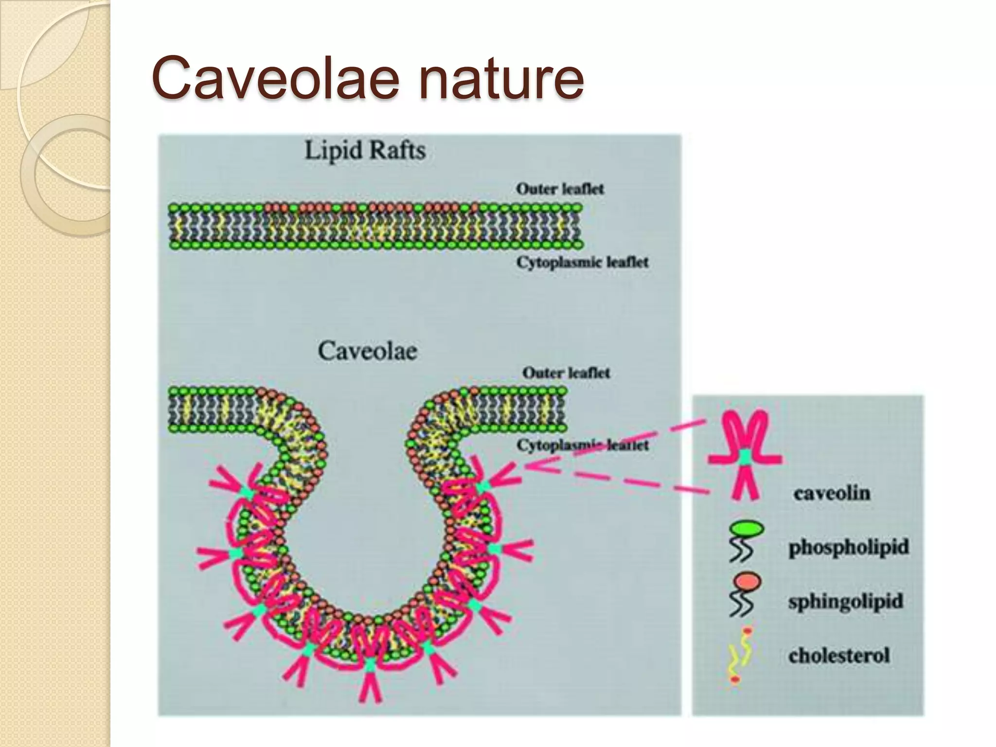 Caveolae nature
 