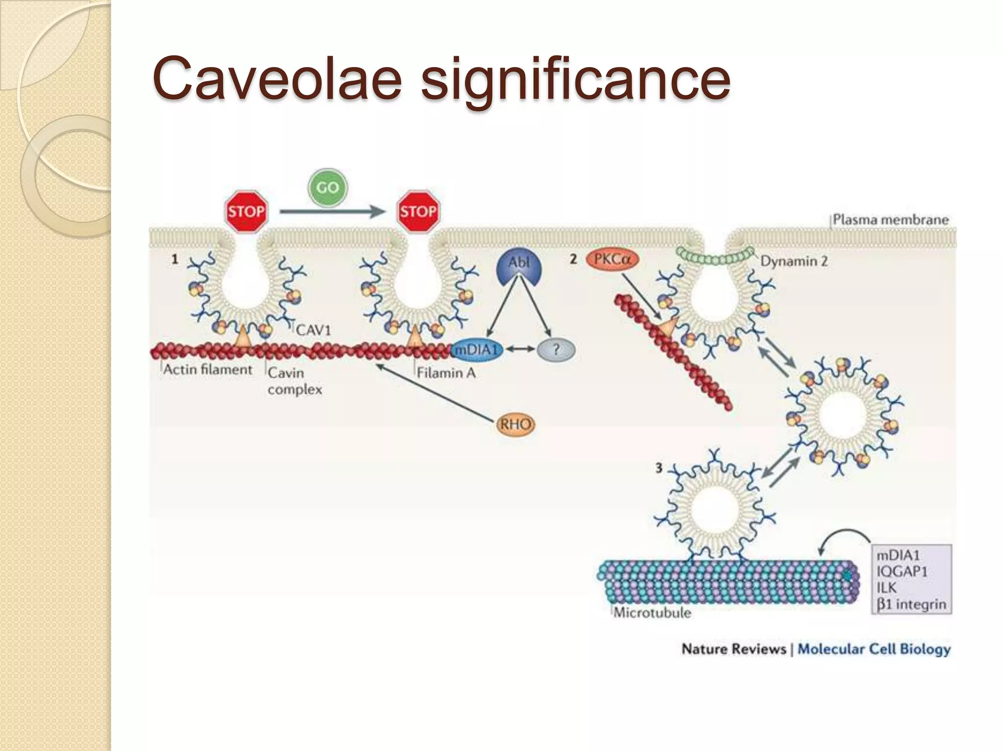 Caveolae significance
 