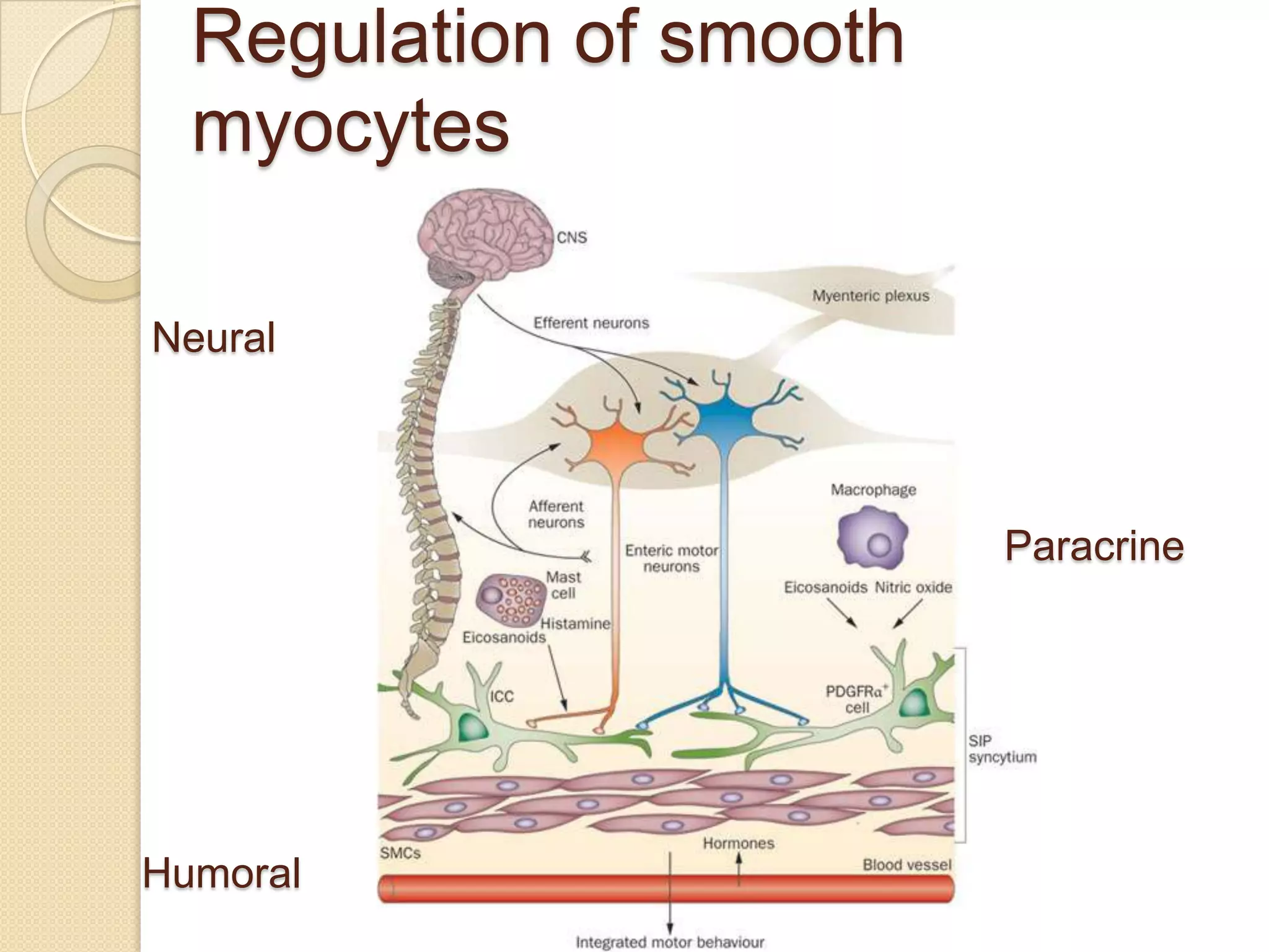 Regulation of smooth
  myocytes

Neural



                         Paracrine




Humoral
 