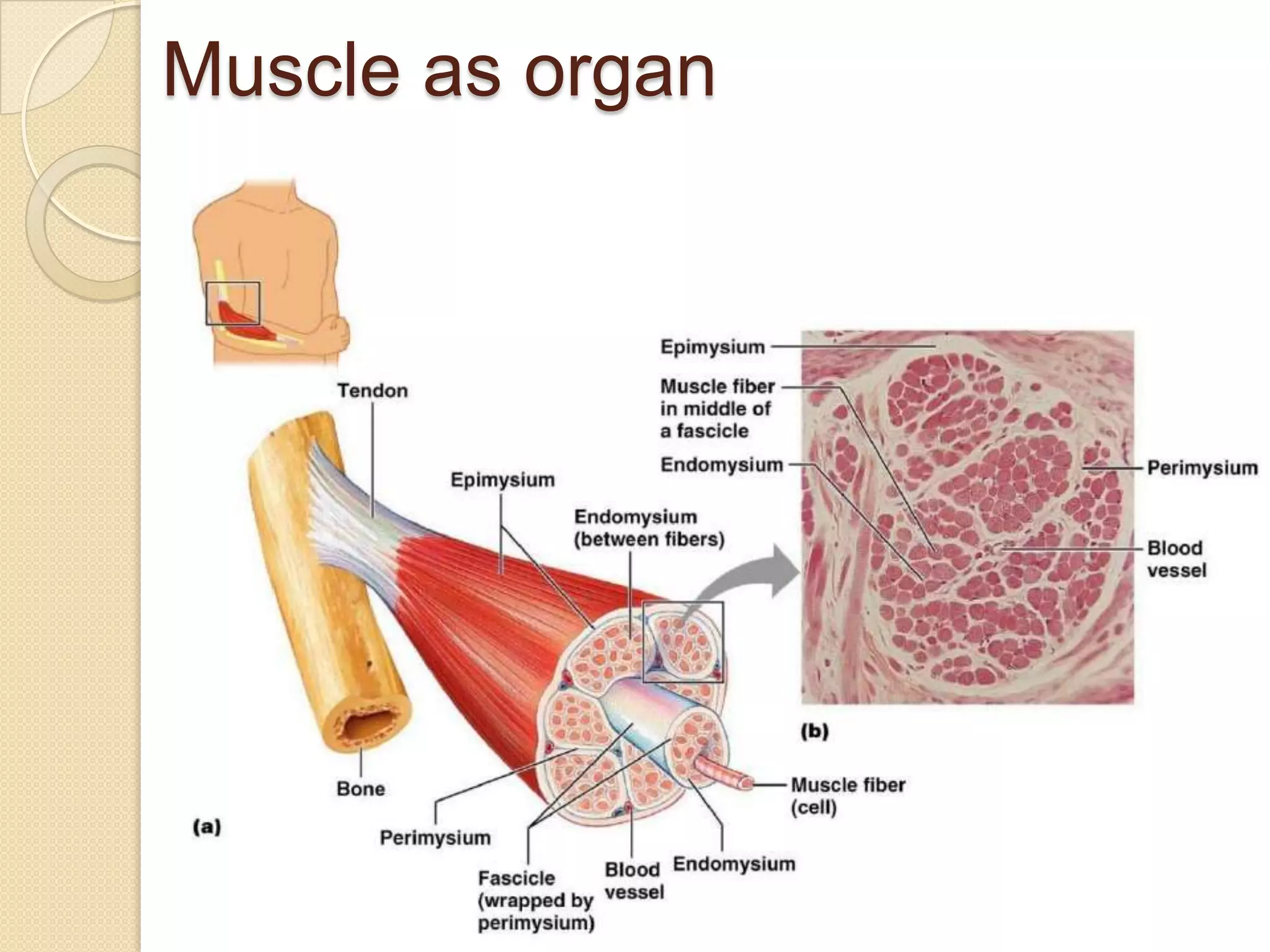 Muscle as organ
 