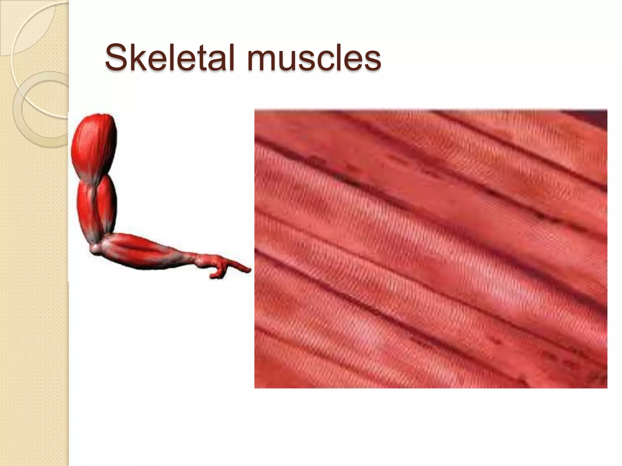 Skeletal muscles
 