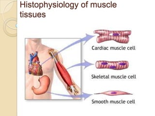 Histophysiology of muscle
tissues
 