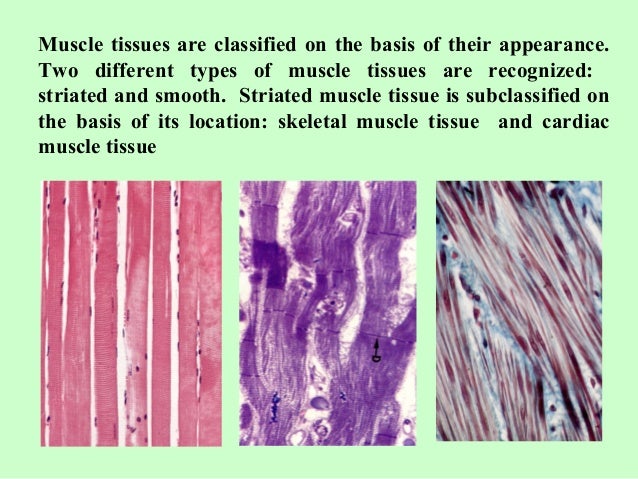 Histology of Muscle Tissues
