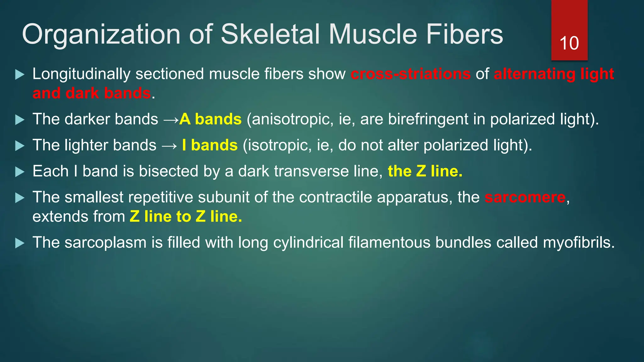 Organization of Skeletal Muscle Fibers
 Longitudinally sectioned muscle fibers show cross-striations of alternating light
and dark bands.
 The darker bands →A bands (anisotropic, ie, are birefringent in polarized light).
 The lighter bands → I bands (isotropic, ie, do not alter polarized light).
 Each I band is bisected by a dark transverse line, the Z line.
 The smallest repetitive subunit of the contractile apparatus, the sarcomere,
extends from Z line to Z line.
 The sarcoplasm is filled with long cylindrical filamentous bundles called myofibrils.
10
 