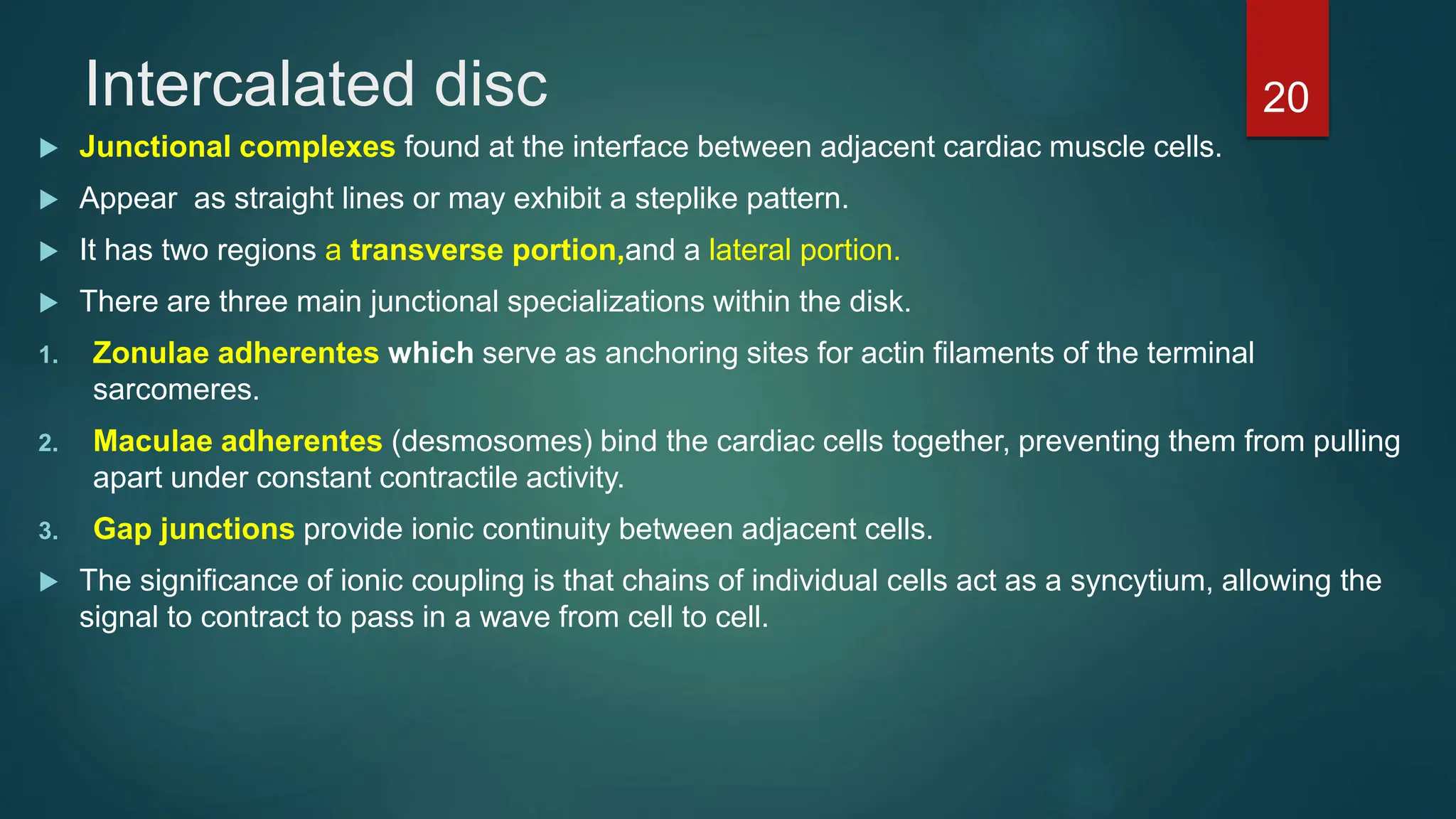 Intercalated disc
 Junctional complexes found at the interface between adjacent cardiac muscle cells.
 Appear as straight lines or may exhibit a steplike pattern.
 It has two regions a transverse portion,and a lateral portion.
 There are three main junctional specializations within the disk.
1. Zonulae adherentes which serve as anchoring sites for actin filaments of the terminal
sarcomeres.
2. Maculae adherentes (desmosomes) bind the cardiac cells together, preventing them from pulling
apart under constant contractile activity.
3. Gap junctions provide ionic continuity between adjacent cells.
 The significance of ionic coupling is that chains of individual cells act as a syncytium, allowing the
signal to contract to pass in a wave from cell to cell.
20
 