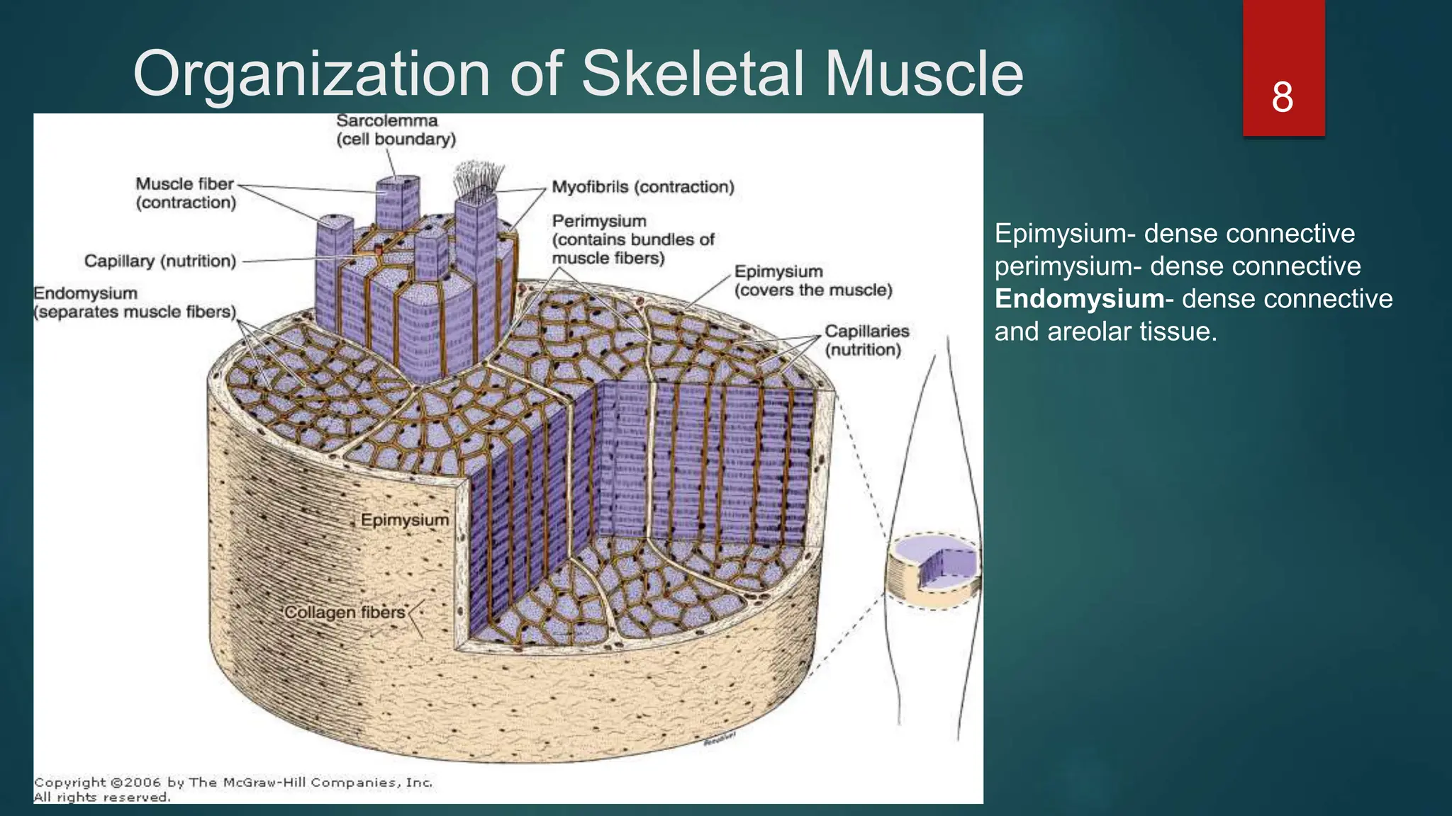 Organization of Skeletal Muscle 8
Epimysium- dense connective
perimysium- dense connective
Endomysium- dense connective
and areolar tissue.
 