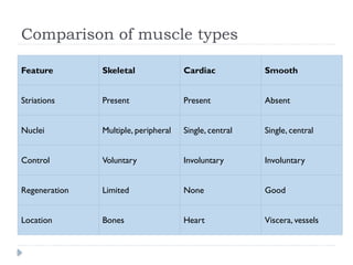 Muscle_Tissues_Histology_presentation by Dr.Rumaisa PT | PPTX