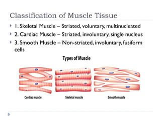 Muscle_Tissues_Histology_presentation by Dr.Rumaisa PT | PPTX
