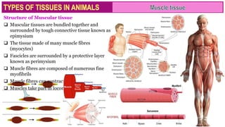 Structure of Muscular tissue
 Muscular tissues are bundled together and
surrounded by tough connective tissue known as
epimysium
 The tissue made of many muscle fibres
(myocytes)
 Fascicles are surrounded by a protective layer
known as perimysium
 Muscle fibres are composed of numerous fine
myofibrils
 Muscle fibres can contract and relax
 Muscles take part in locomotion and movements
 