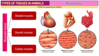 TYPES OF MUSCULAR TISSUE
Muscular
tissue
Skeletal muscles
Smooth muscles
Cardiac muscles
 