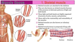  Skeletal muscles are attached to the skeleton
 They are also known as striated muscles because
of the presence of alternate patterns of light and
dark bands
 These light and dark bands are highly organized
structures of actin, myosin, and proteins.
 These add to the contractility and extensibility of
the muscles
 Skeletal muscles are also known as voluntary
muscles
 Skeletal muscle tissue is composed of long cells
called muscle fibers that have multinucleated
 They play a vital role in everyday activities
 