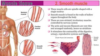  These muscle cells are spindle-shaped with a
single nucleus
 Smooth muscle is found in the walls of hollow
organs throughout the body
 These are non-striated, involuntary muscles
controlled by nervous system
 The actin and myosin filaments are very thin
and arranged randomly, hence no striations
 It stimulates the contractility of the digestive,
urinary, reproductive systems and blood
vessels
 
