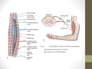 muscle tone.pOWER POINT PRESENTATION TONE | PPTX