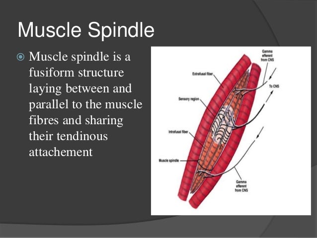 Muscle tone PBL MBBS