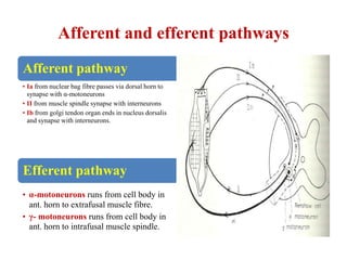 Afferent and efferent pathways
Afferent pathway
• Ia from nuclear bag fibre passes via dorsal horn to
synapse with α-motoneurons
• II from muscle spindle synapse with interneurons
• Ib from golgi tendon organ ends in nucleus dorsalis
and synapse with interneurons.

Efferent pathway
• α-motoneurons runs from cell body in
ant. horn to extrafusal muscle fibre.
• γ- motoneurons runs from cell body in
ant. horn to intrafusal muscle spindle.

 