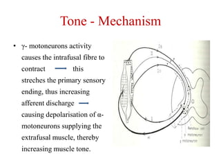 Tone - Mechanism
• γ- motoneurons activity

causes the intrafusal fibre to
contract

this

streches the primary sensory

ending, thus increasing
afferent discharge
causing depolarisation of αmotoneurons supplying the
extrafusal muscle, thereby
increasing muscle tone.

 