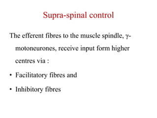 Supra-spinal control
The efferent fibres to the muscle spindle, γmotoneurones, receive input form higher
centres via :
• Facilitatory fibres and
• Inhibitory fibres

 