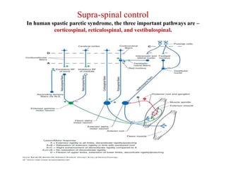 Supra-spinal control
In human spastic paretic syndrome, the three important pathways are –
corticospinal, reticulospinal, and vestibulospinal.

 