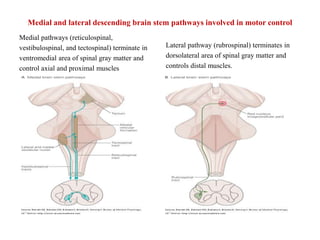 Medial and lateral descending brain stem pathways involved in motor control
Medial pathways (reticulospinal,
vestibulospinal, and tectospinal) terminate in
ventromedial area of spinal gray matter and
control axial and proximal muscles

Lateral pathway (rubrospinal) terminates in
dorsolateral area of spinal gray matter and
controls distal muscles.

 