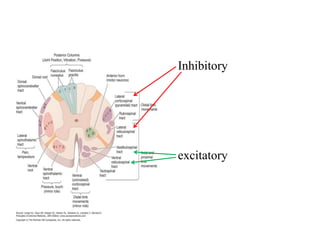 Inhibitory

excitatory

 