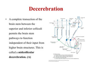 Decerebration
• A complete transection of the

brain stem between the
superior and inferior colliculi
permits the brain stem
pathways to function
independent of their input from
higher brain structures. This is
called a midcollicular
decerebration. (A)

 