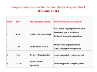 Proposed mechanisms for the four phases of spinal shock
(Ditunno et al.)

Phase

Time

Physical exam finding

Possible neuronal mechanisms
Lost norml supraspinal excitation

Increased spinal inhibition
1

0-1d

Areflexia/Hyporeflexia
Reduced neuronal metabolism

Denervation supersensitivity

2

1-3d

Initial reflex return
NMDA receptor upregulation

3

1-4w

Hyperreflexia (initial)

Axon-supported synapse growth

Hyperreflexia,
4

1-12m

Soma-supported synapse growth
Spasticity

 