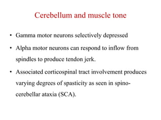 Cerebellum and muscle tone
• Gamma motor neurons selectively depressed
• Alpha motor neurons can respond to inflow from
spindles to produce tendon jerk.

• Associated corticospinal tract involvement produces
varying degrees of spasticity as seen in spinocerebellar ataxia (SCA).

 