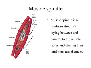 Muscle spindle
• Muscle spindle is a
fusiform structure
laying between and

parallel to the muscle
fibres and sharing their
tendinous attachement.

 