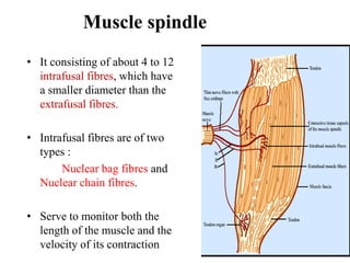 Muscle spindle
• It consisting of about 4 to 12
intrafusal fibres, which have
a smaller diameter than the
extrafusal fibres.
• Intrafusal fibres are of two
types :
Nuclear bag fibres and
Nuclear chain fibres.

• Serve to monitor both the
length of the muscle and the
velocity of its contraction

 