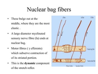 Nuclear bag fibers
• These bulge out at the
middle, where they are the most
elastic .
• A large diameter myelinated
sensory nerve fibre (Ia) ends at

nuclear bag.
• Motor fibres ( γ efferents)
which subserve contraction of
of its striated portion.
• This is the dynamic component
of the stretch reflex

 